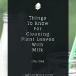cleaning plant leaves with milk cover image
