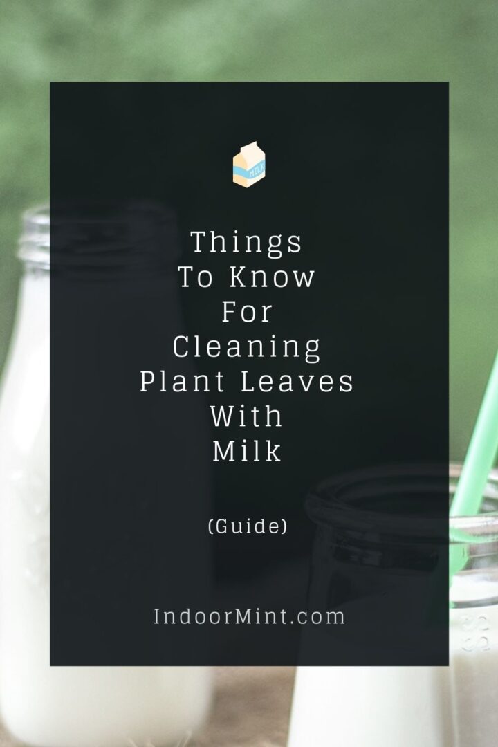 6 Easy Steps For Cleaning Plant Leaves With Milk Indoor Mint