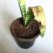 snake plant affected by fungus