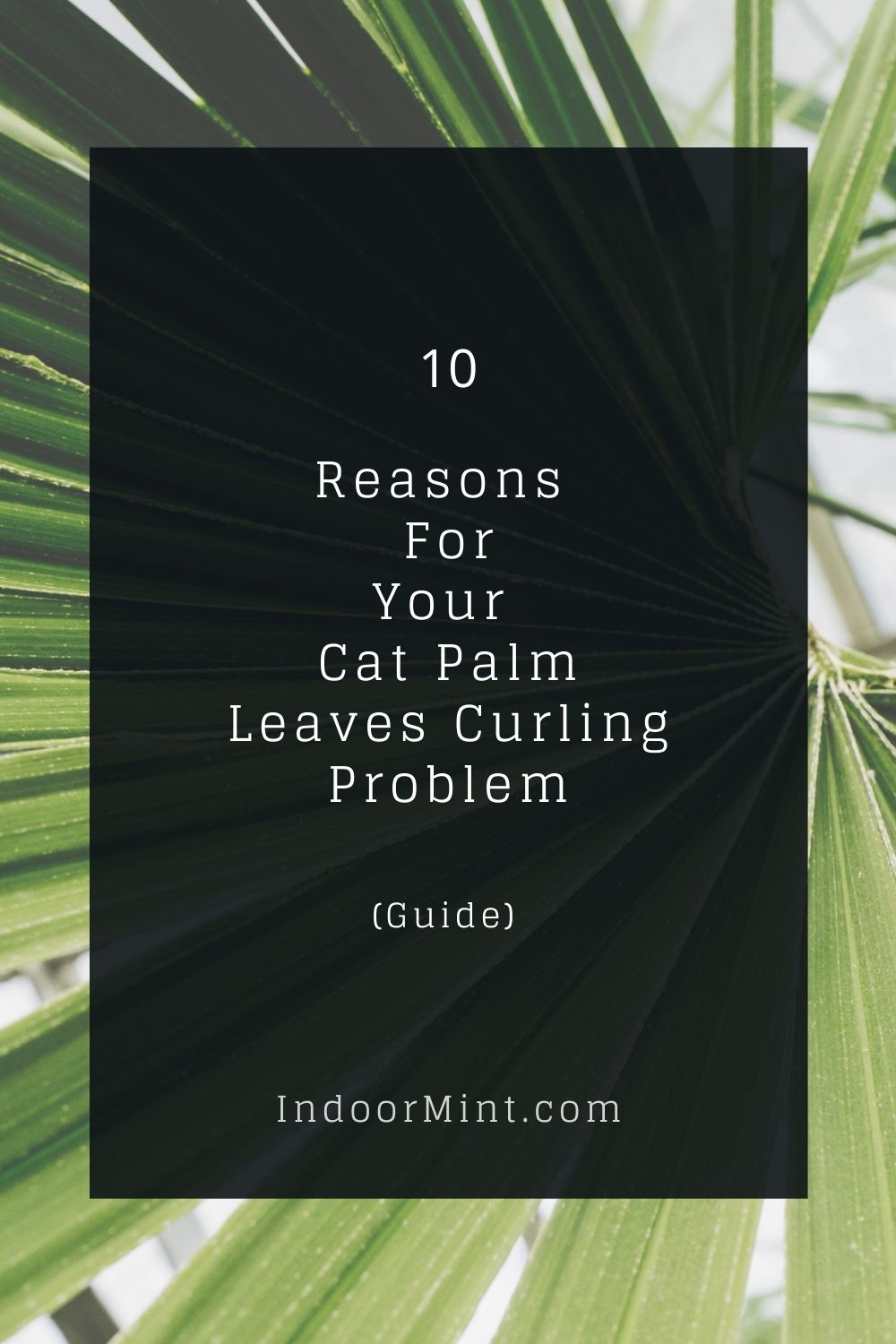 cat palm leaves curling cover image
