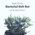fix bacterial soft rot in a jade plant cover image