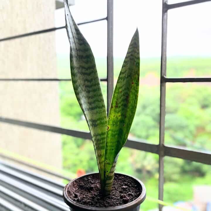 How To Make A Snake Plant Grow Tall [6Step Guide] Indoor Mint