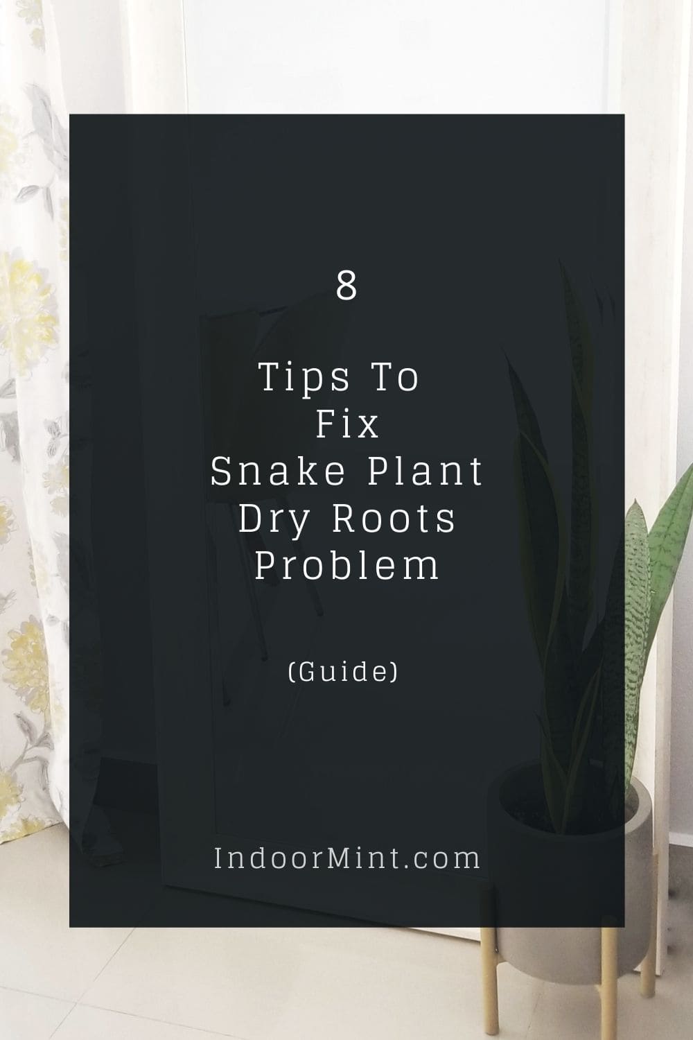 snake plant dry roots cover image