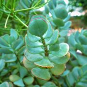 white sticky stuff on jade plant featured image