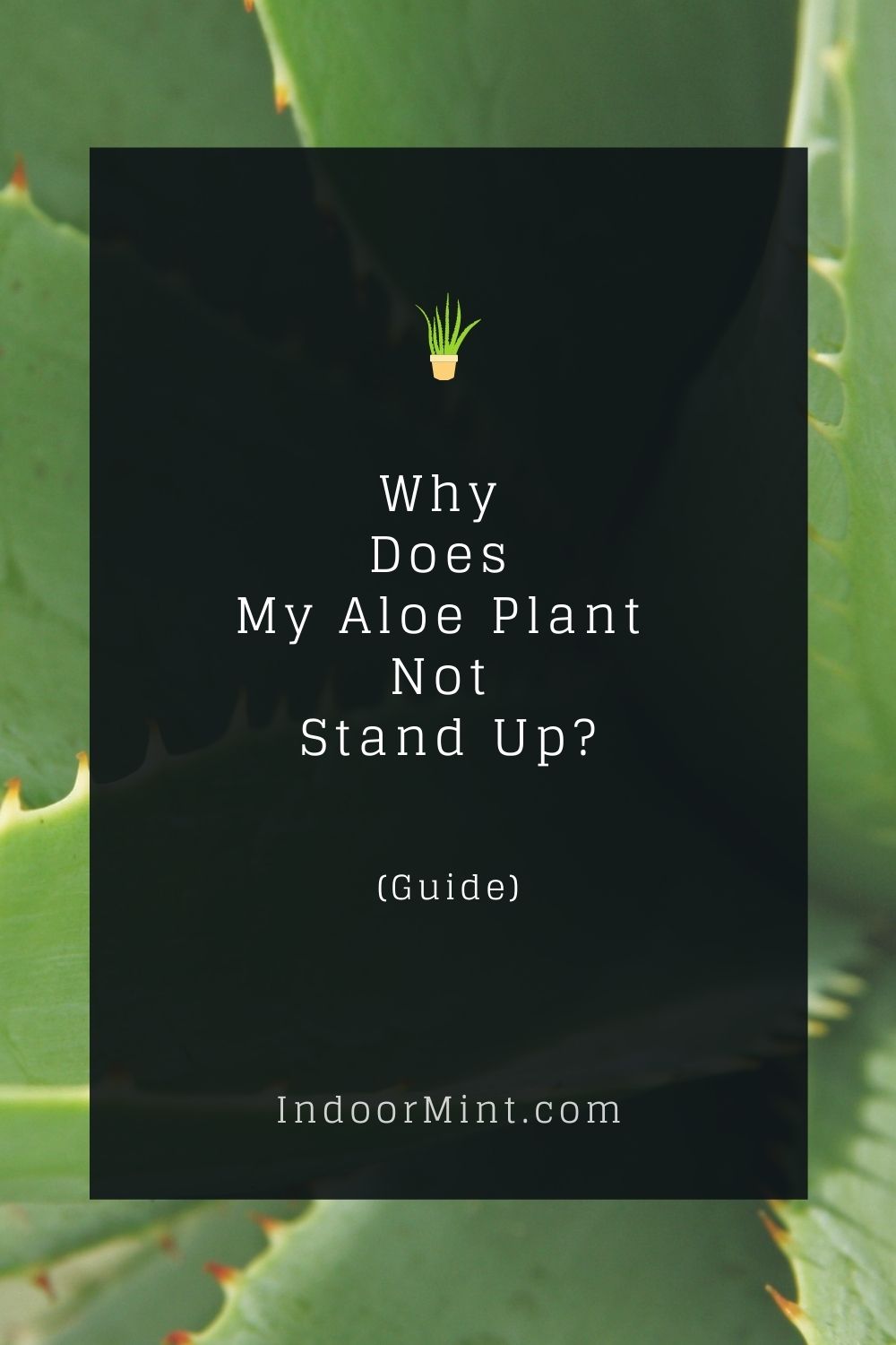 why does my aloe plant not stand up cover image