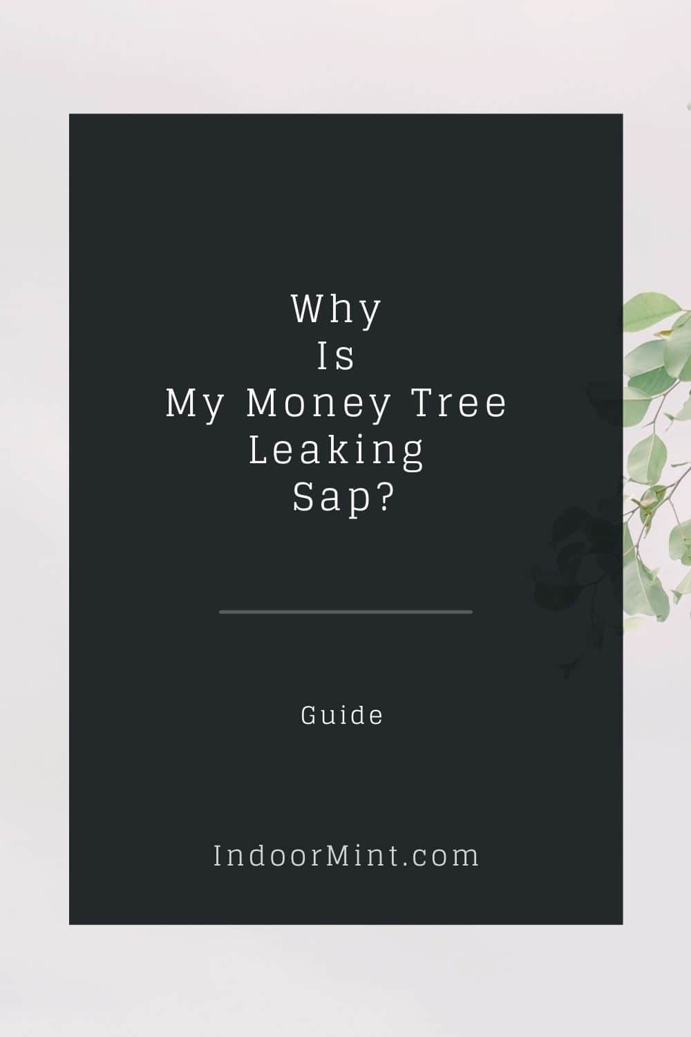 money tree leaking sap guide cover image