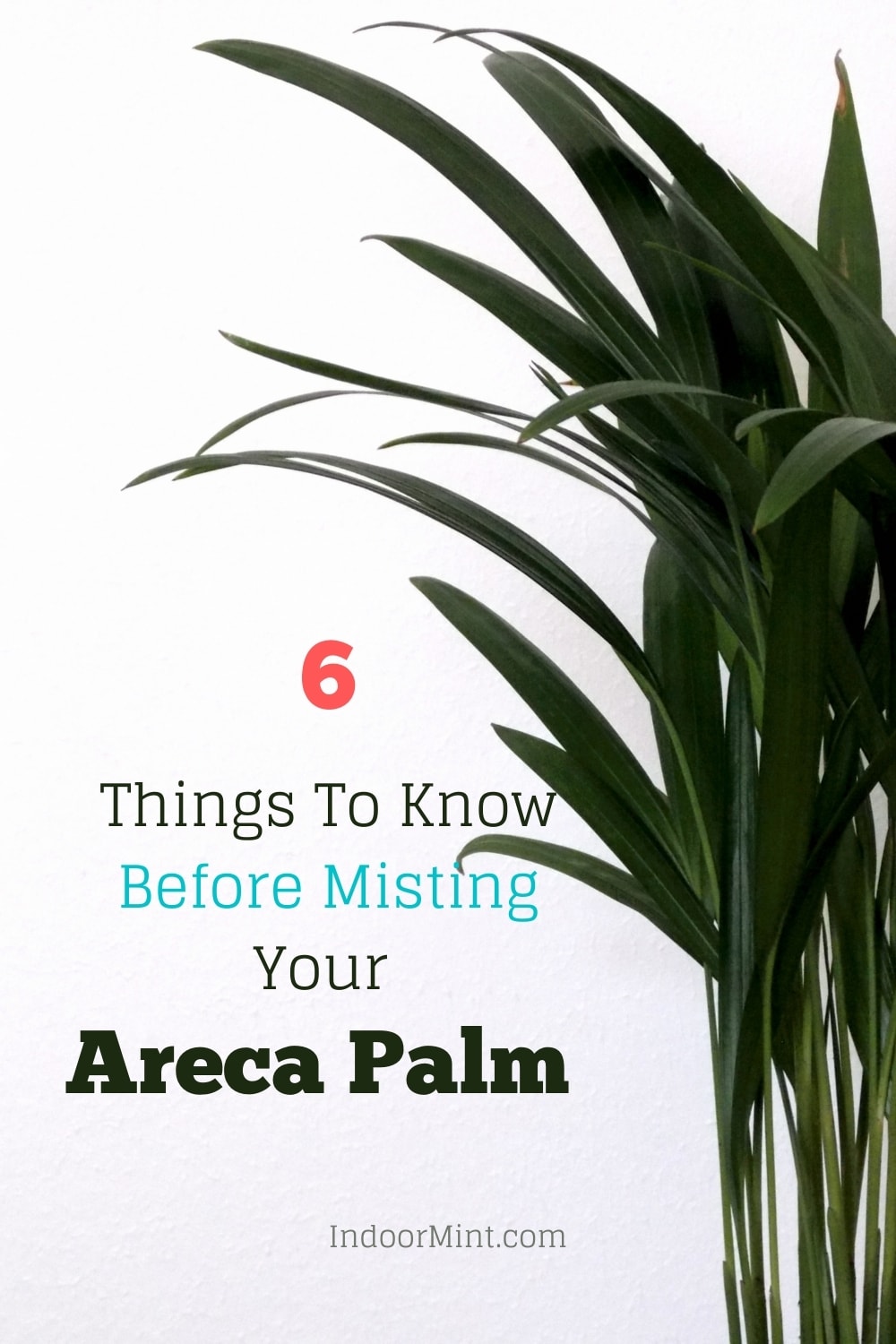 areca palm misting guide cover image