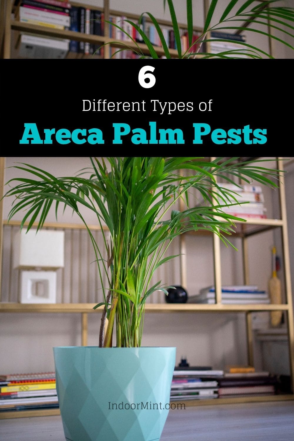 Kambarinis palmių augalas, kuris atrodo kaip susijęs su kirmėlėmis