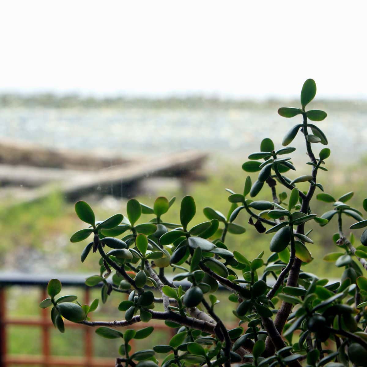 Jade plant falling over