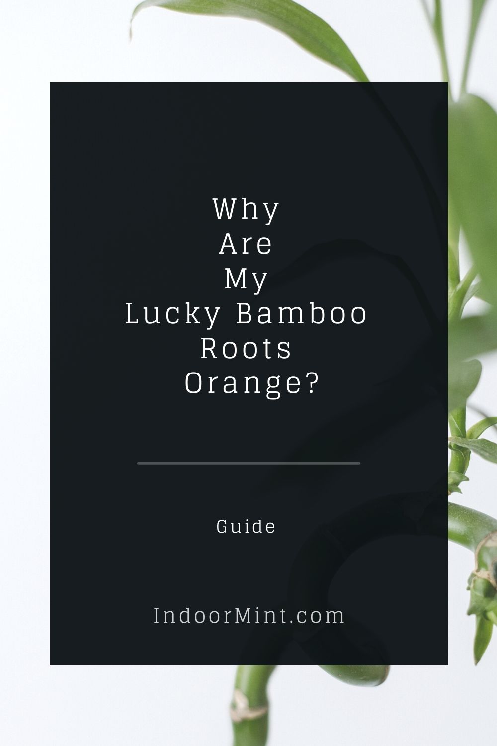 lucky bamboo roots orange cover image