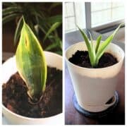 snake plant and spider plant