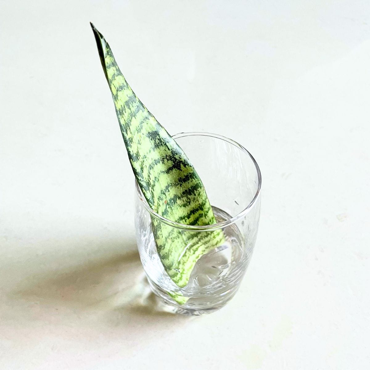 snake plant leaf water propagation