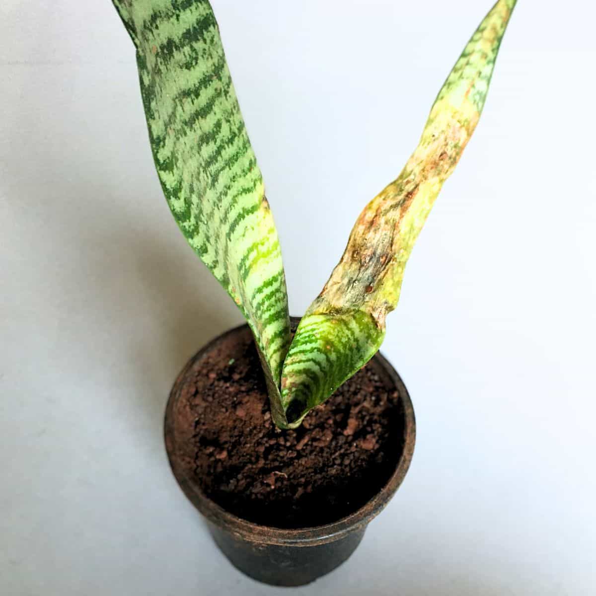 snake plant sunburned