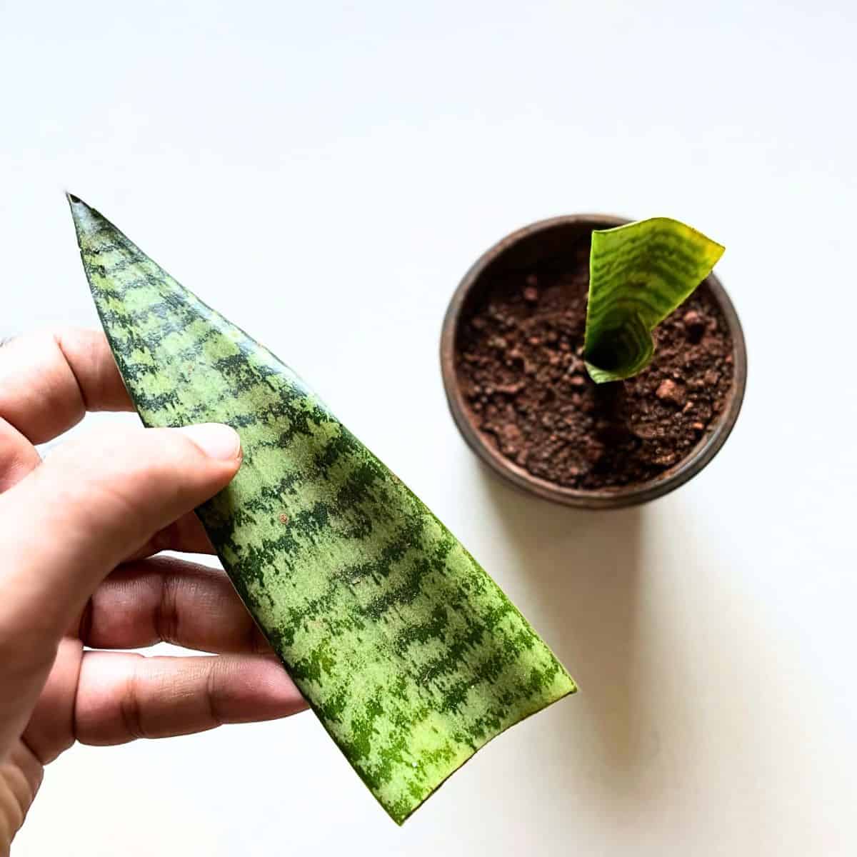 trimmed snake plant leaf