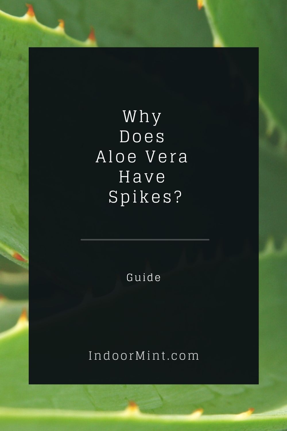 why does aloe vera have spikes cover image