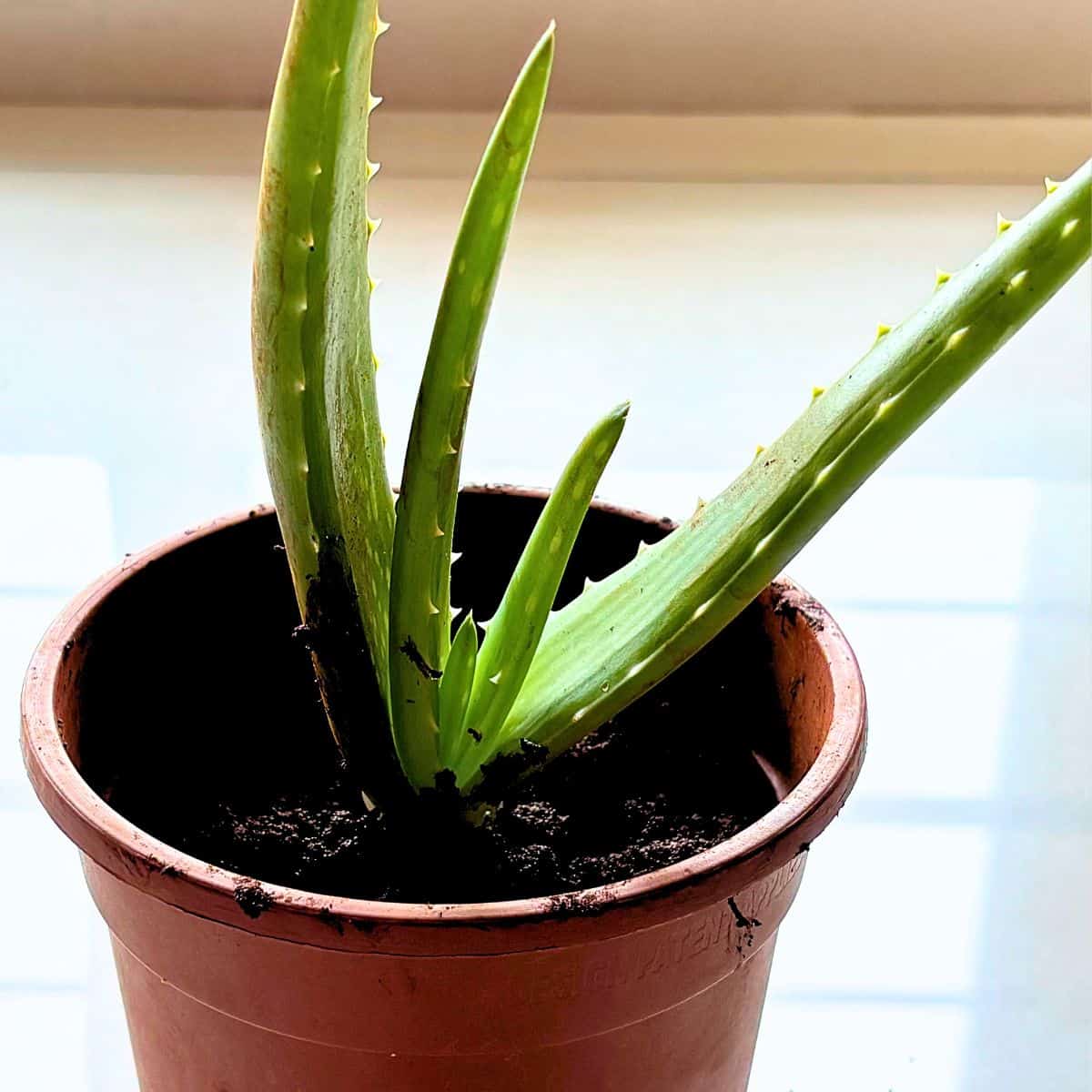 aloe vera plant in a small pot