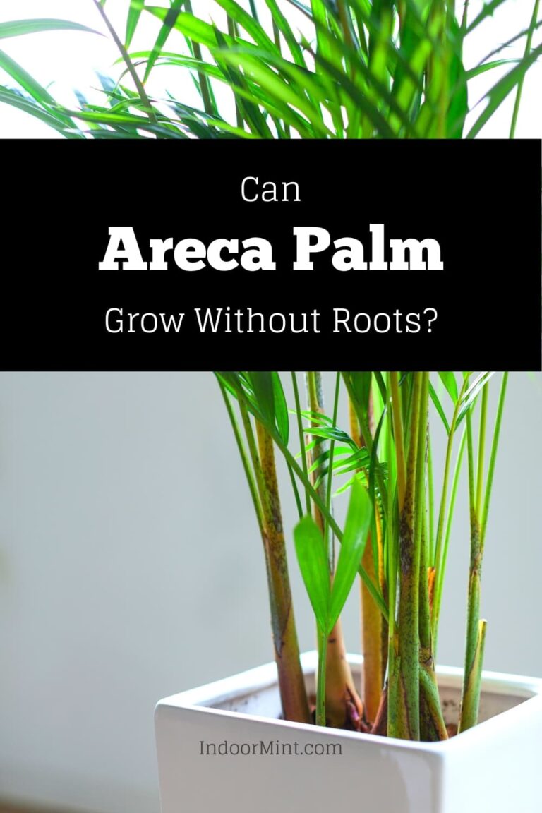 Can Areca Palm Grow Without Roots? [Guide] Indoor Mint