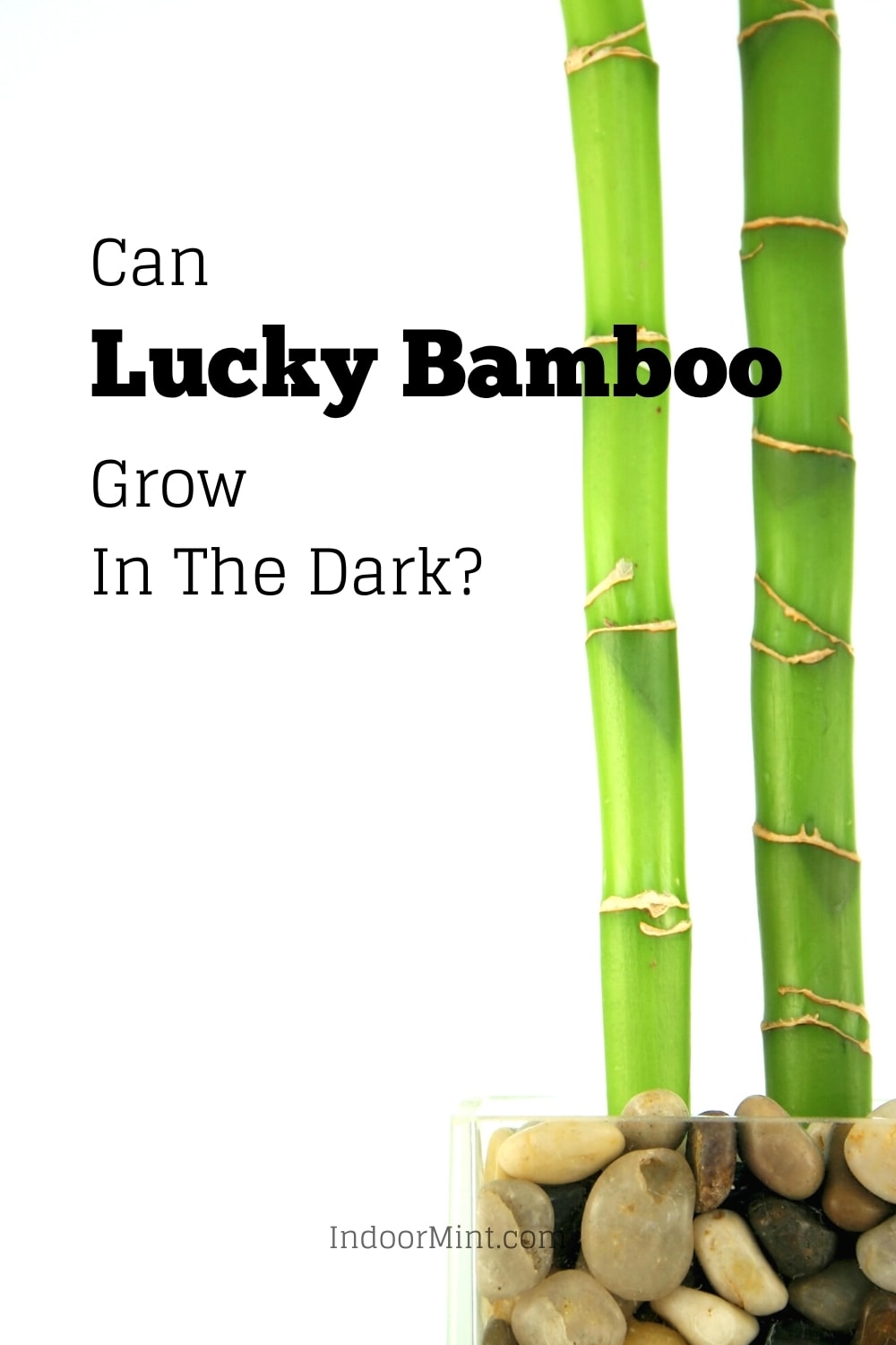 can lucky bamboo grow in the dark guide cover image
