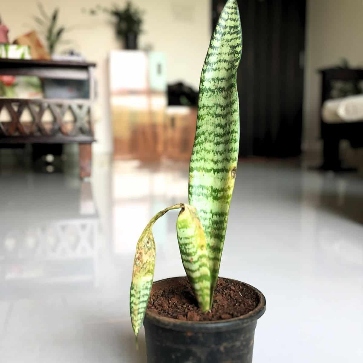 damaged snake plant leaf