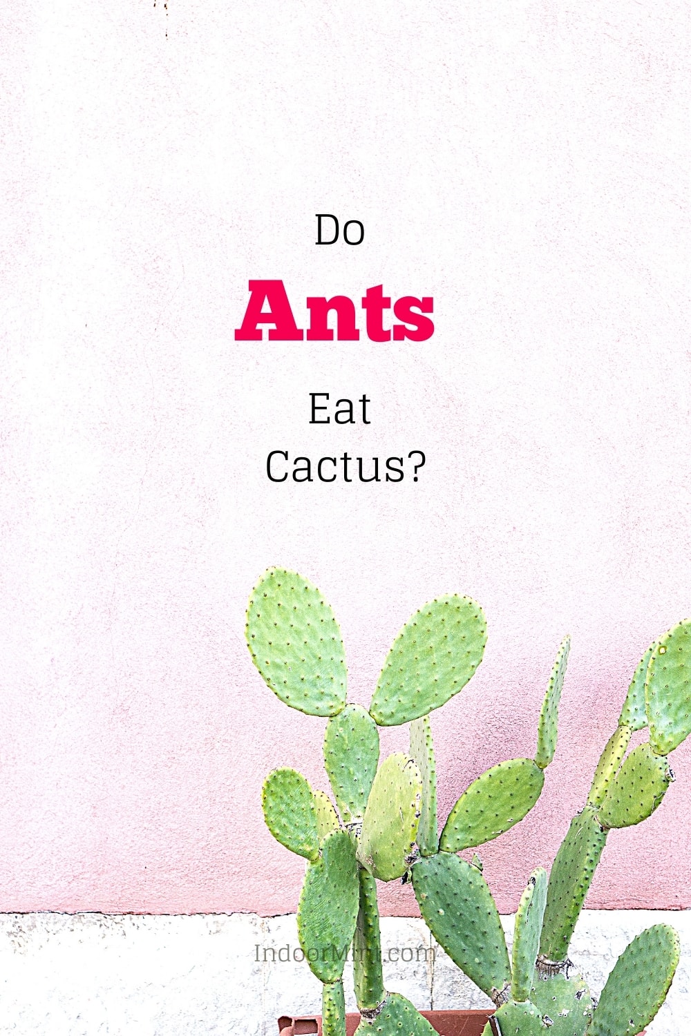 do ants eat cactus cover image