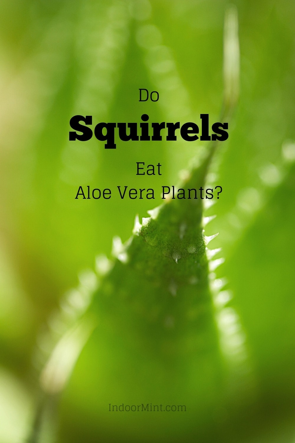 do squirrels eat aloe vera plant cover image