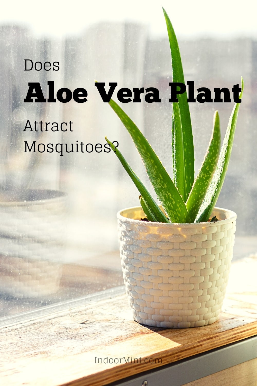 does aloe vera plant attract mosquitoes guide cover image