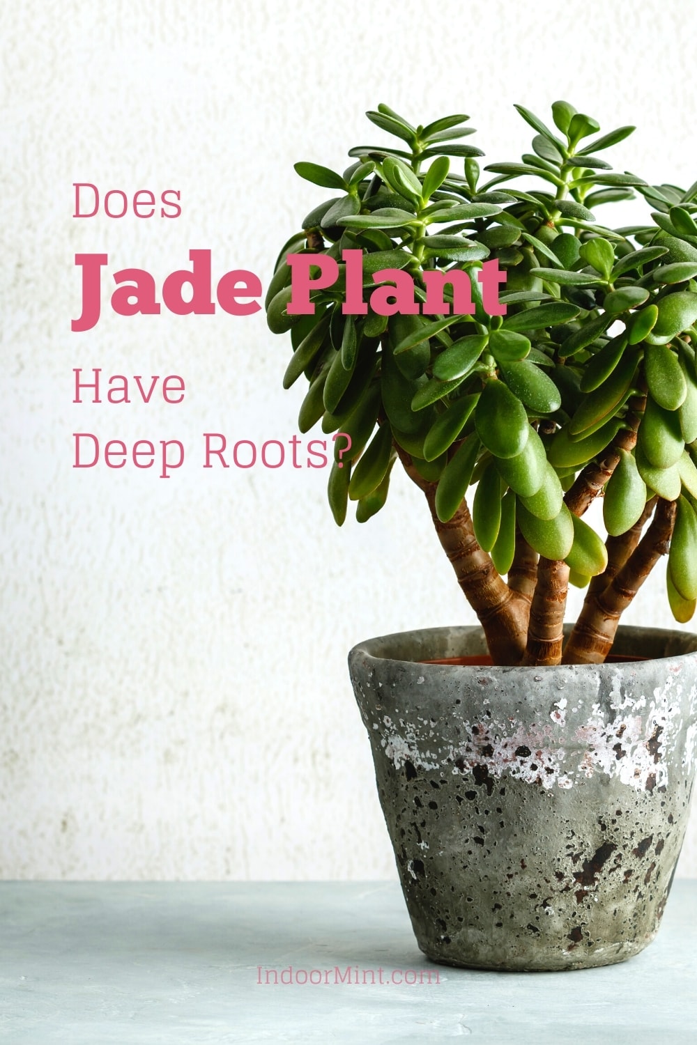 does jade plant have deep roots guide cover image
