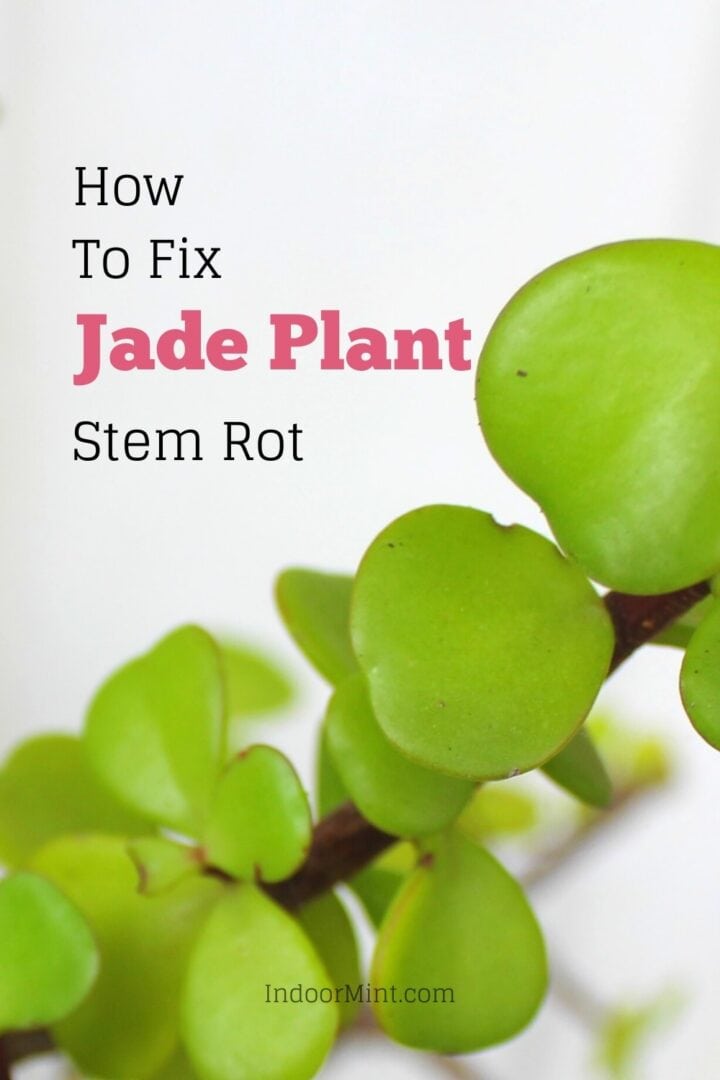 How To Fix Jade Plant Stem Rot [Guide] Indoor Mint