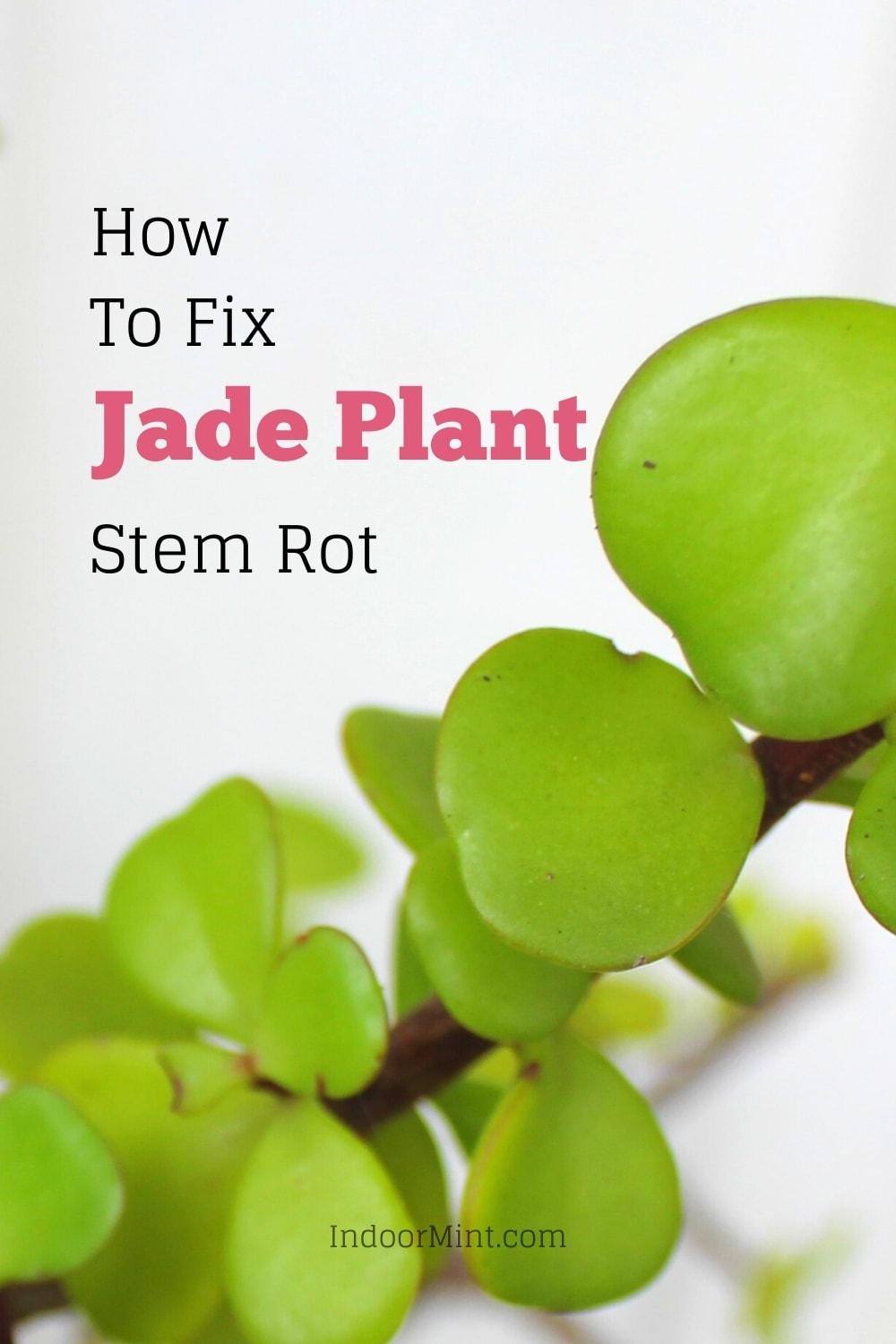 jade plant stem rot guide cover image