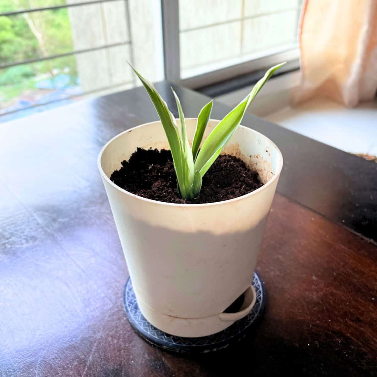 small spider plant in a pot