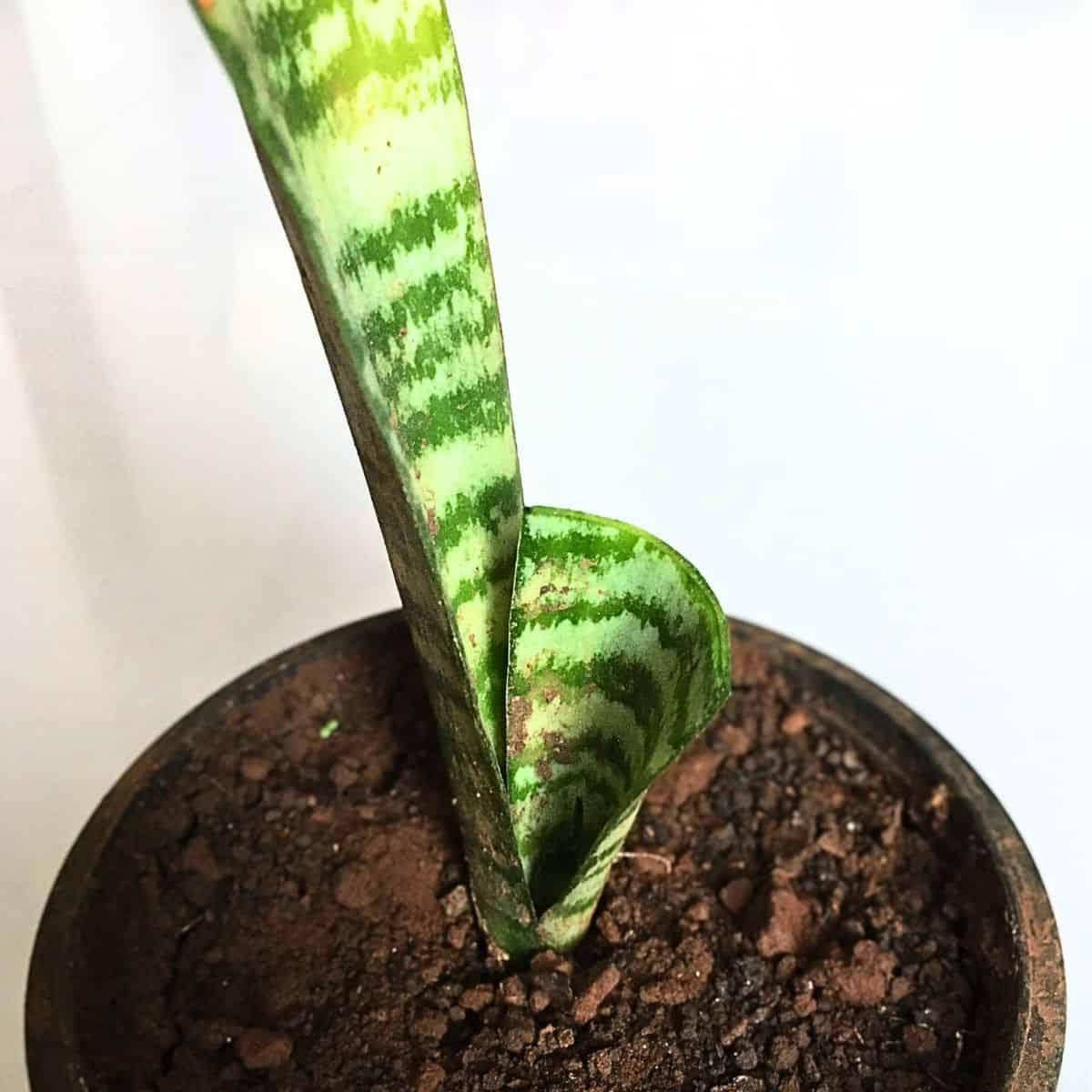 snake plant broken leaf