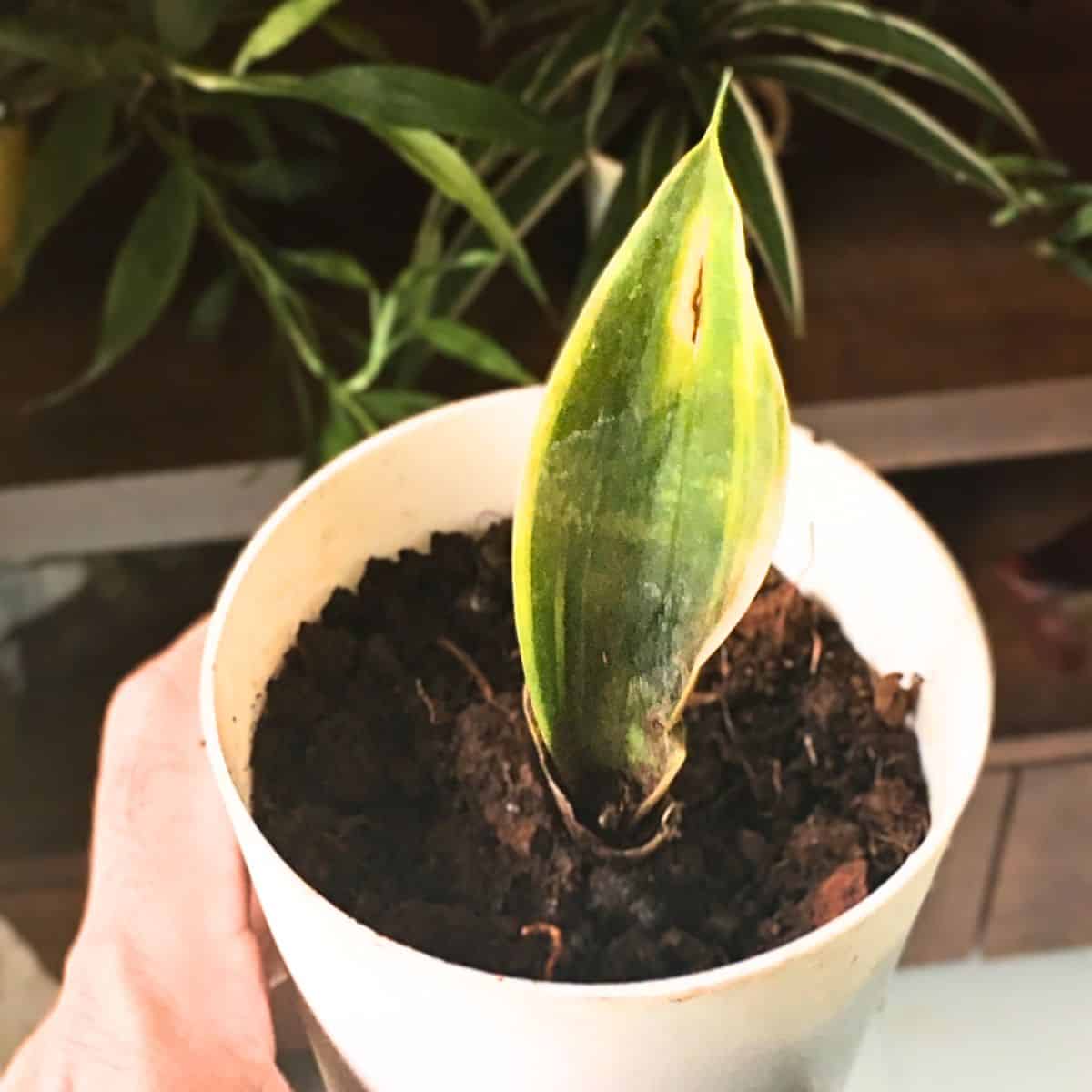 snake plant growing in a pot