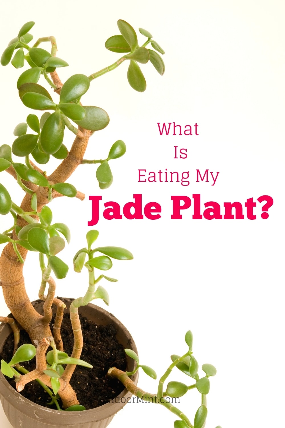 what is eating my jade plant guide cover image