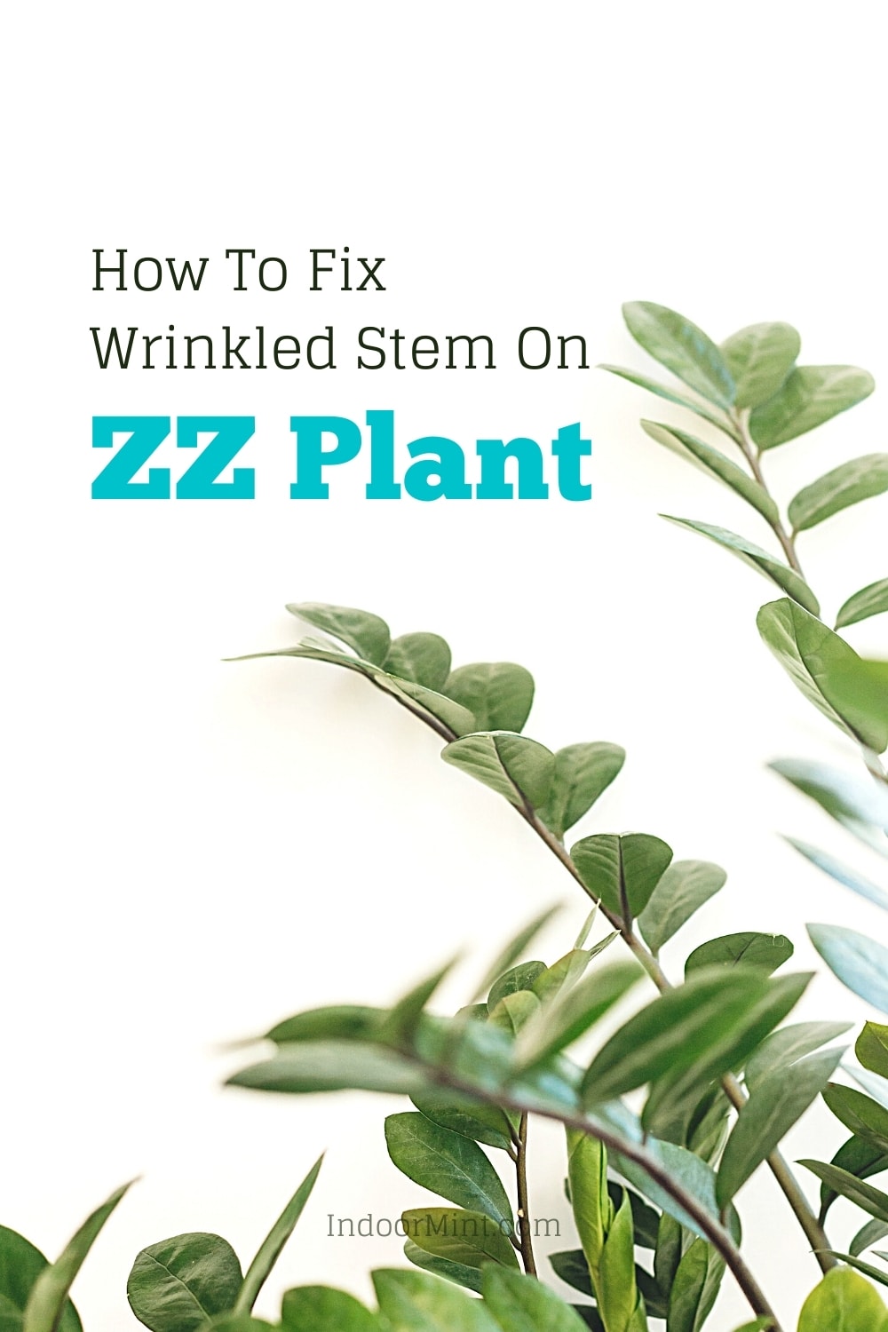zz plant wrinkled stem guide cover image