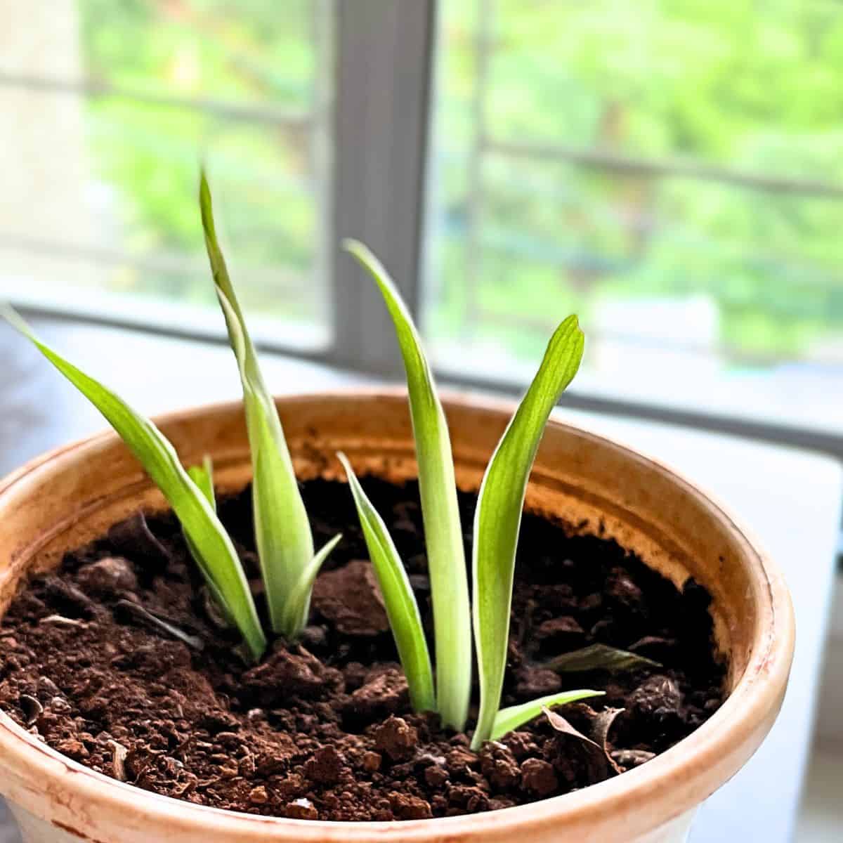 baby spider plants in the pot