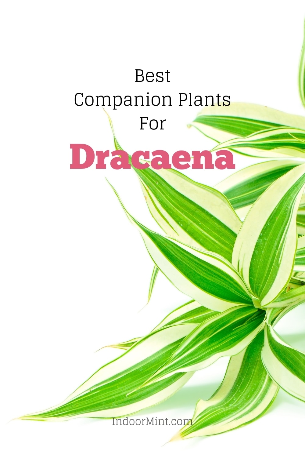 best companion plants for dracaena guide cover image