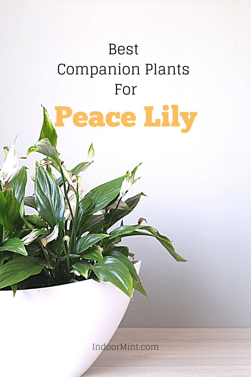 best companion plants for peace lily guide cover image