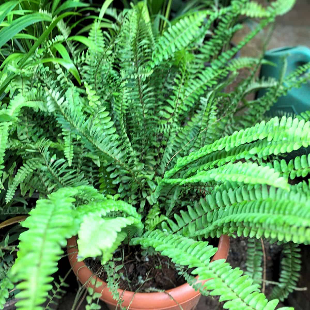 Boston Fern Aerial Roots: Care & Propagation Tips - Indoor Mint