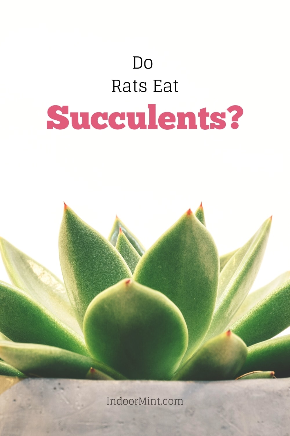 do rats eat succulents cover image