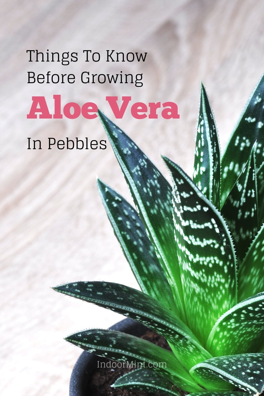 growing aloe vera in pebbles guide cover image