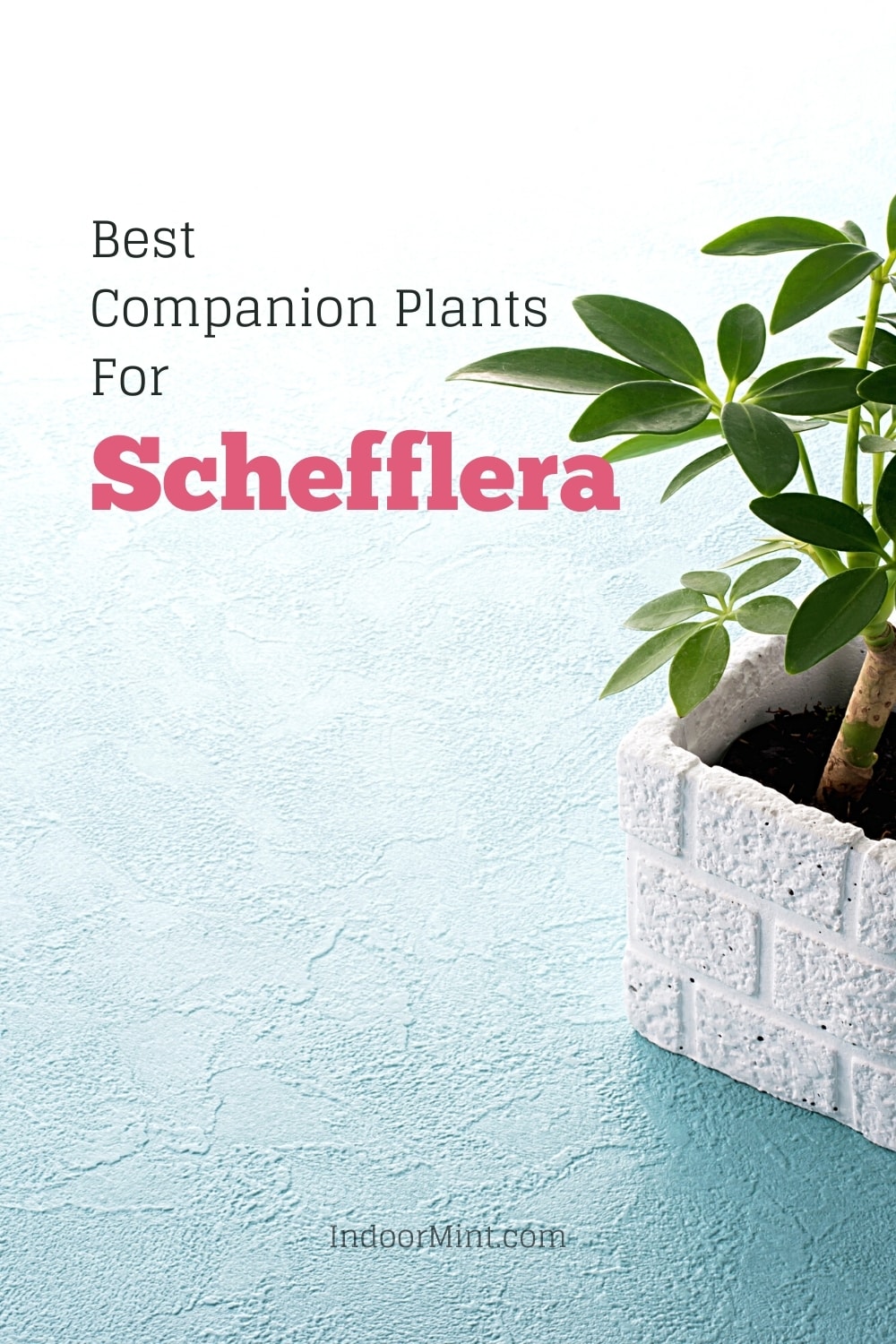 schefflera companion plants guide cover image