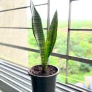 snake plant with clean leaves