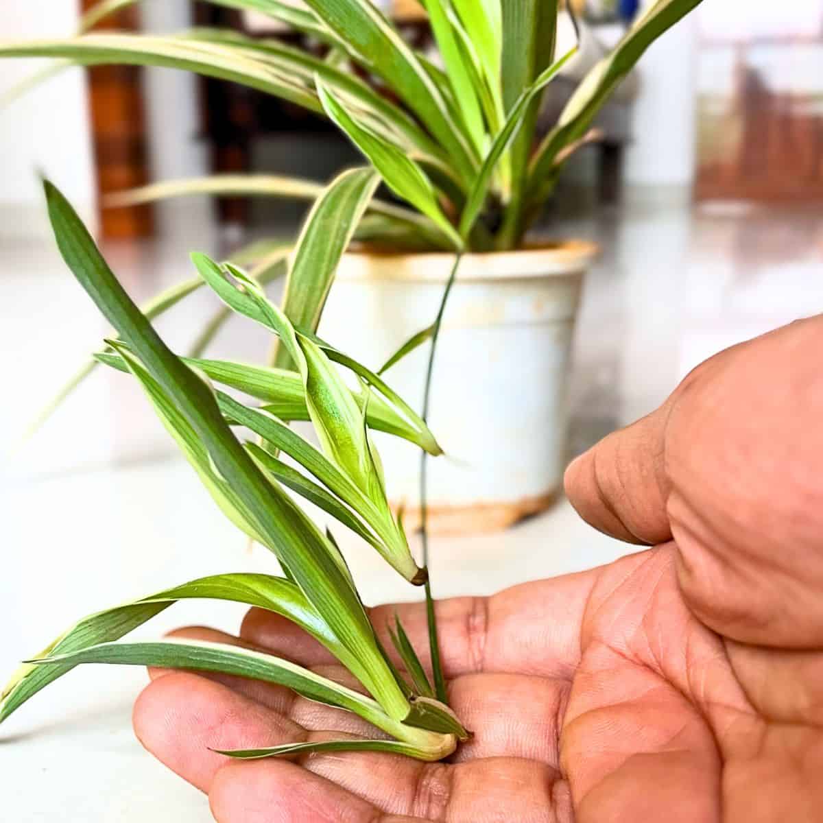 spider plant baby not growing roots