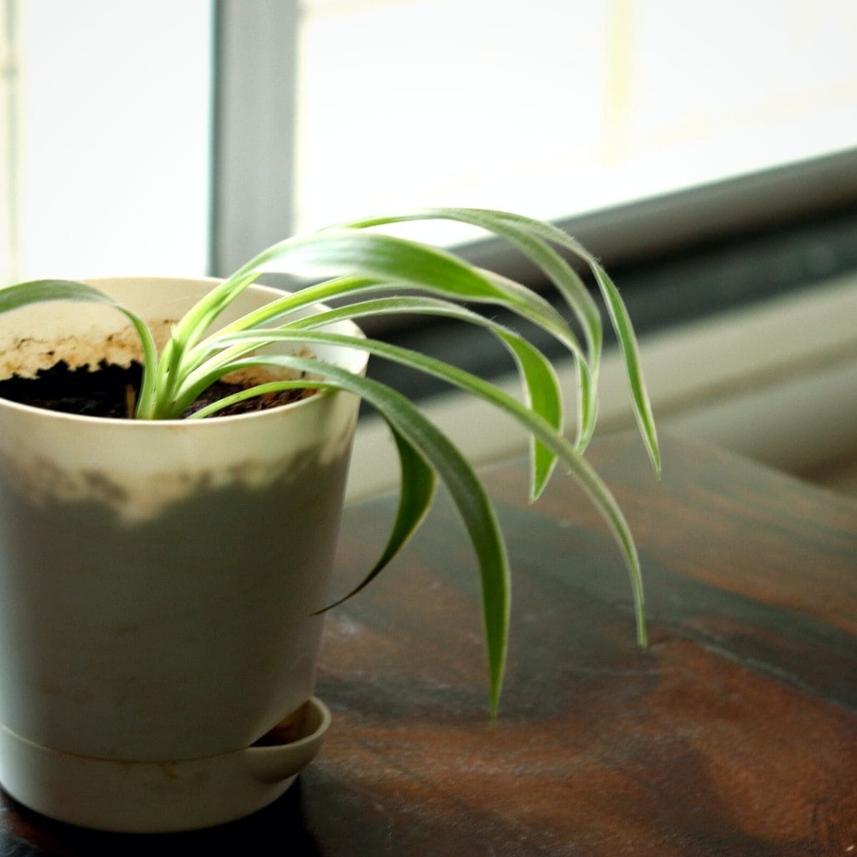 spider plant falls over