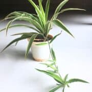 spider plant growing long stem