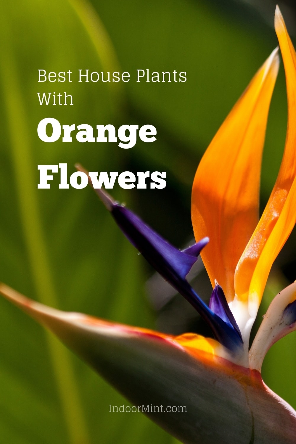best house plants with orange flowers cover image