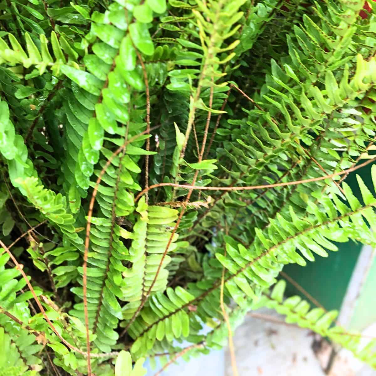 boston fern with leafless runners