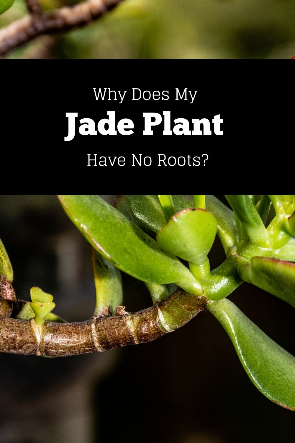 jade plant no roots cover image