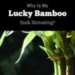 lucky bamboo stalk shriveling cover image
