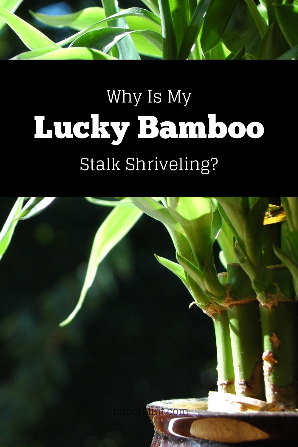 lucky bamboo stalk shriveling cover image